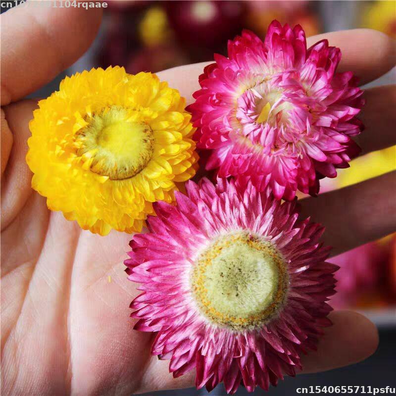 Fiori Secchi 100% Naturali Bra - Soap Making Material Wholesale recensione e prezzo
